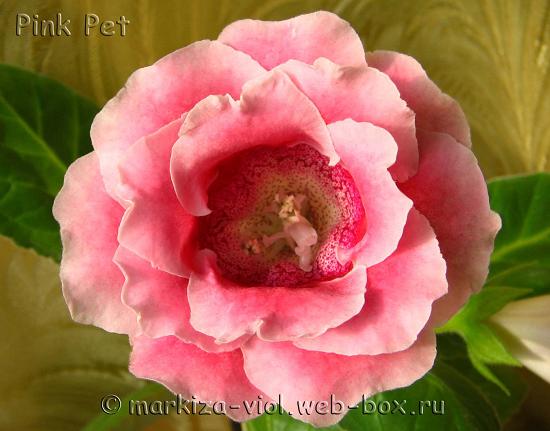 Pink Pet.jpg