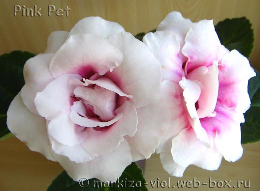 Pink Pеt44.JPG