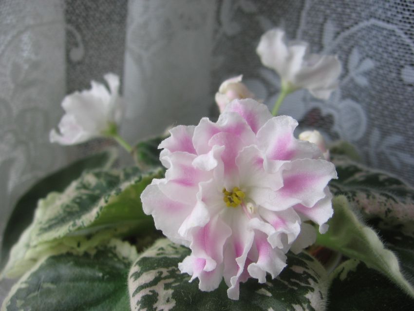 Pink Sensation_1957.jpg