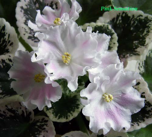 PinkSen011.jpg