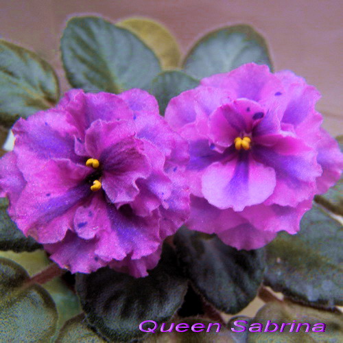 Queen Sabrina_к_п1.jpg