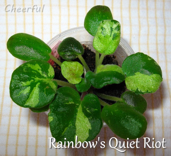 rainbows quiet riot 11.10.15 2.jpg