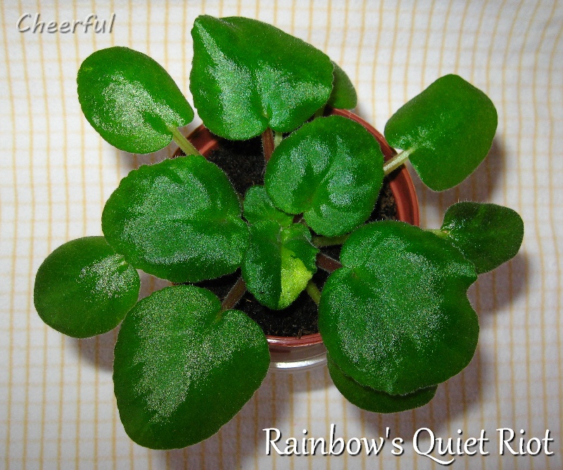 rainbows quiet riot 11.10.15 3.jpg