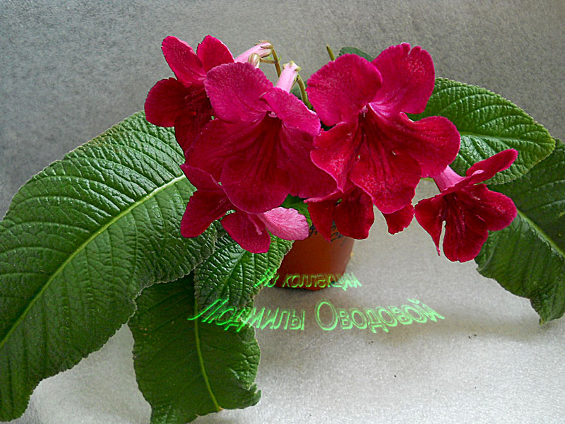 Raspberry-Velvet--нов.jpg