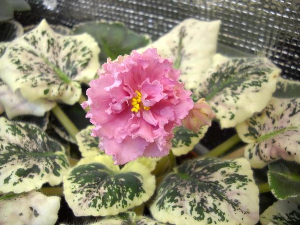 Rebel`s Two Cents 1.jpg