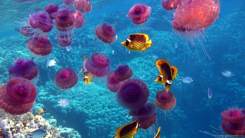red-jellyfish.jpg