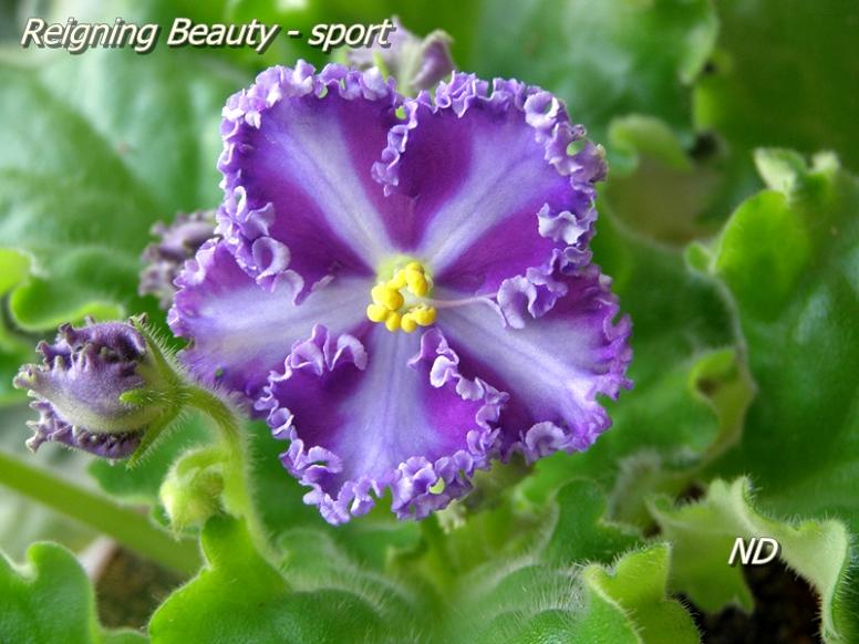 Reigning Beauty - sport2.JPG