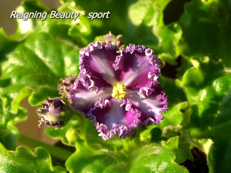 Reigning Beauty - sport3.JPG