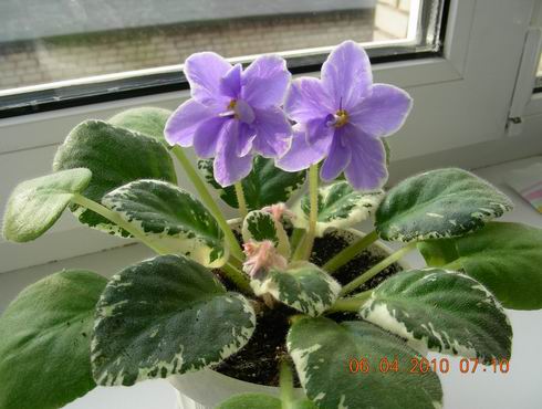 Resize of DSCN6864.JPG