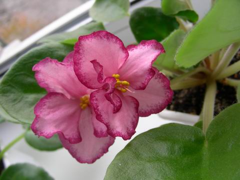 Resize of DSCN7871.JPG