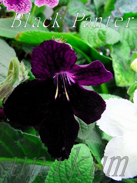 RIMG0089 (600x800) (480x640).jpg