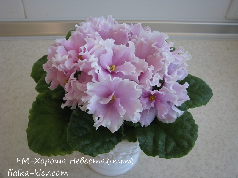 RM-Khorosha Nevesta.JPG