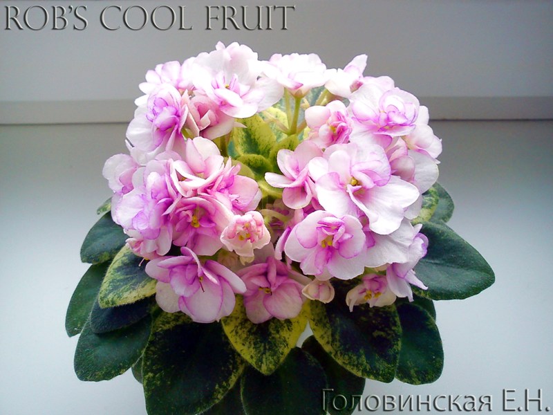 Rob's Cool Fruit (5).jpg