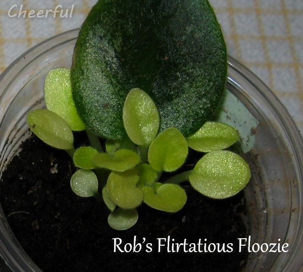 Rob’s Flirtatious Floozie 04.11.14 2.jpg