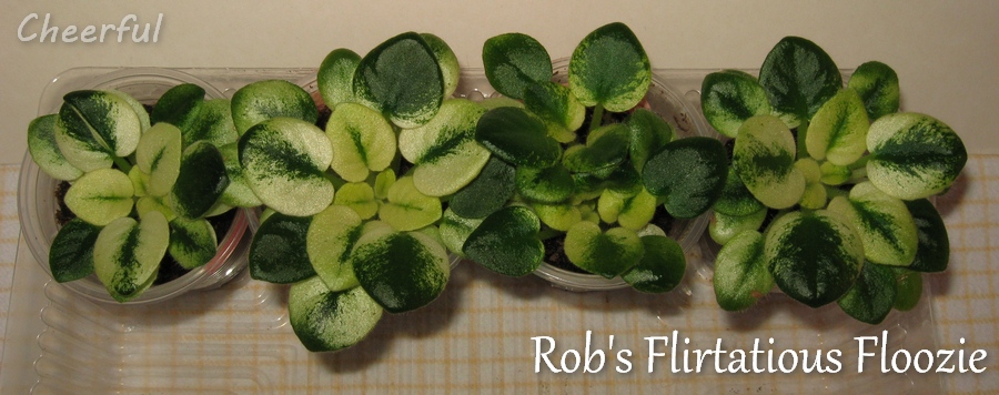 robs flirtatious floozie 09.02.15 2.jpg