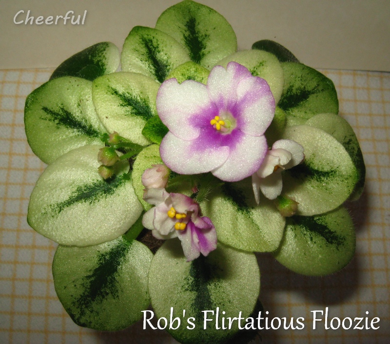 rob's flirtatious floozie 10.04.15.jpg