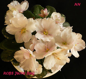 Robs-June-Bug.jpg