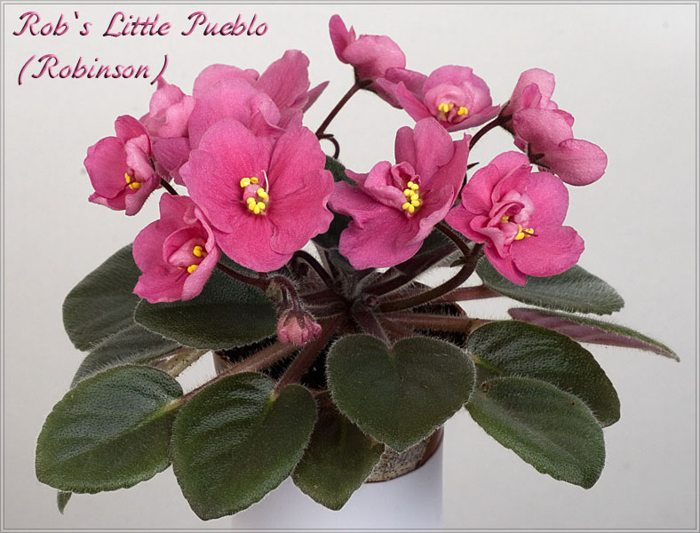 Rob's Little Pueblo (Robinson).jpg