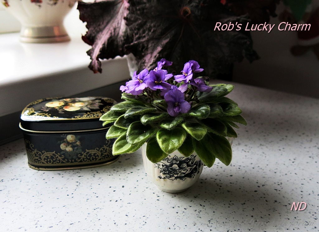 Rob's Lucky Charm3.JPG