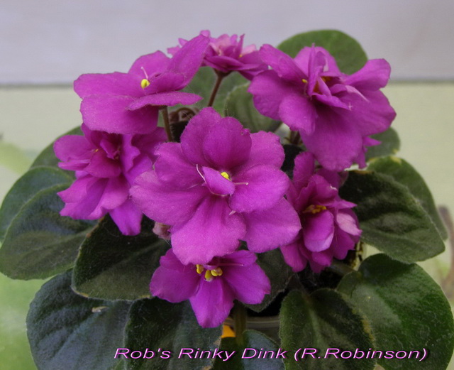 Rob's Rinky Dink (R.Robinson)_.jpg