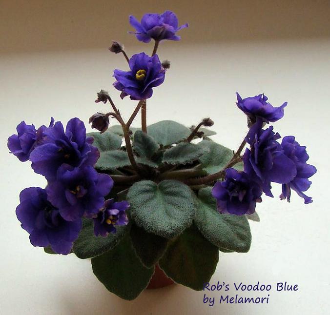 robs voodoo blue.jpg