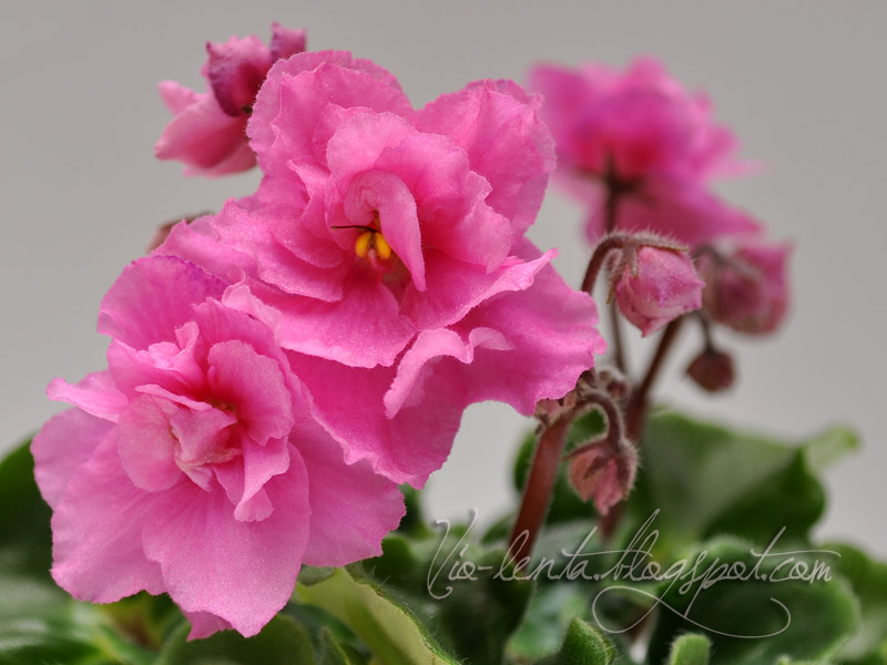 Rococo_Rose_1.jpg