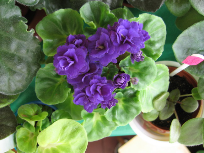 Rococo Viol.jpg