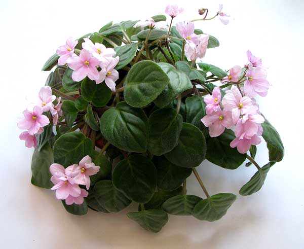 Rolling Pink Sorano-002.jpg