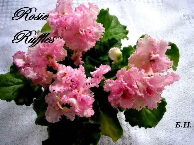 Rosie Ruffles .JPG