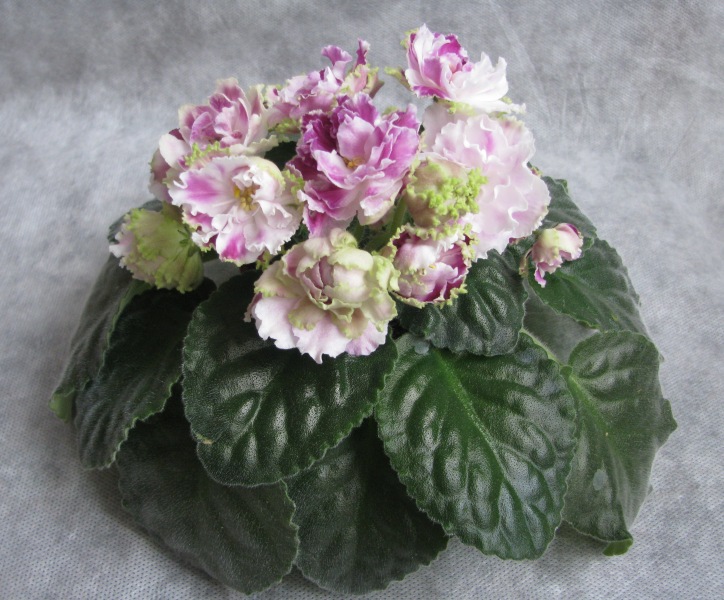 RS-Ledyanaya Roza.JPG