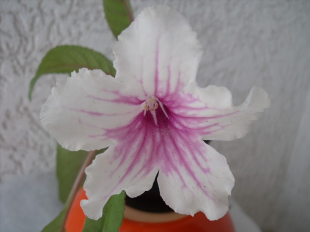 s1 253.jpg
