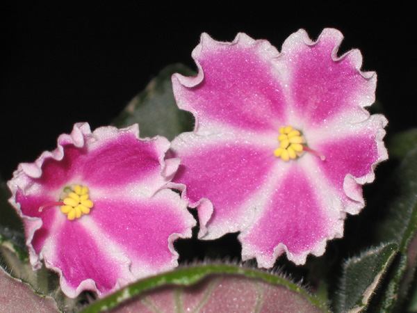 saintpaulia РС-Водевиль 2 копия.jpg