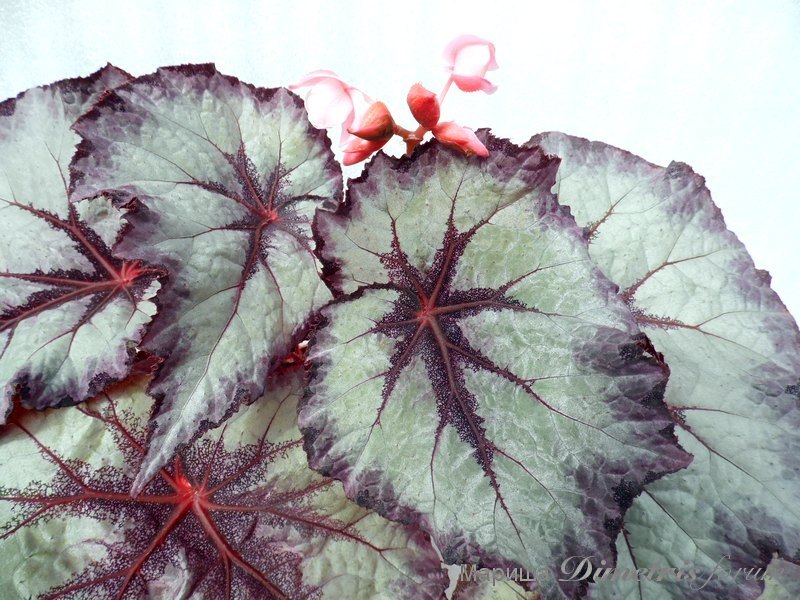 SAM_0062 DS-Паутинка.jpg