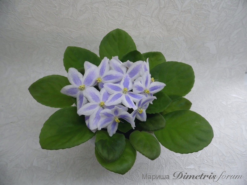 SAM_0787 DS-Лунная Дорожка.jpg