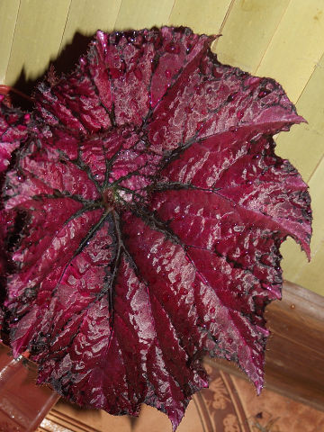 Satin Shell.jpg