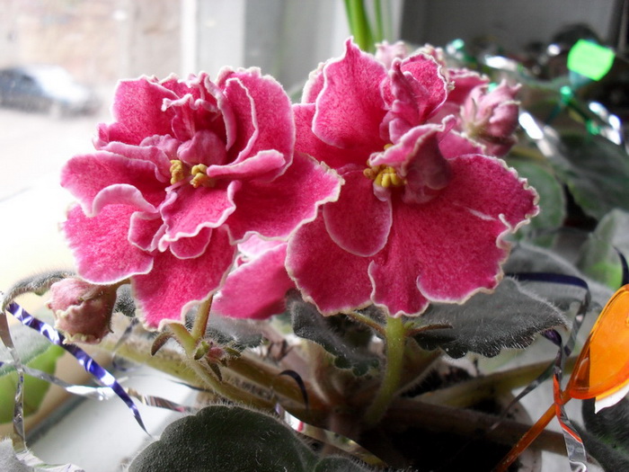 SDC13033_.jpg