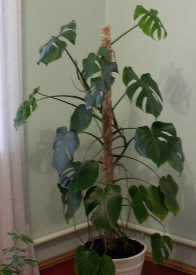 SDC14250.JPG