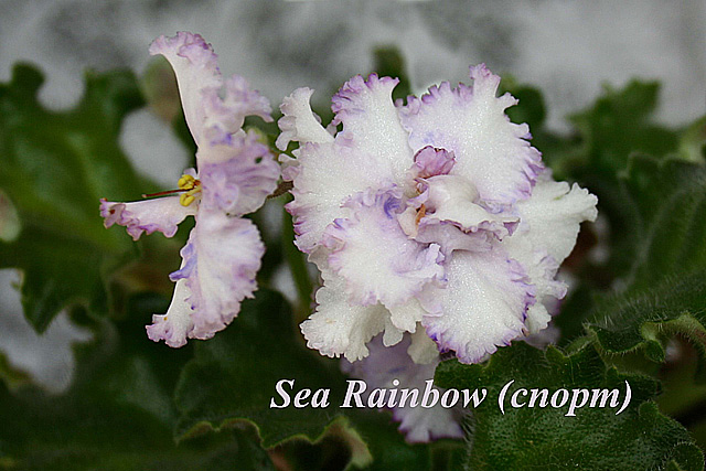Sea-Rainbow-спорт.jpg