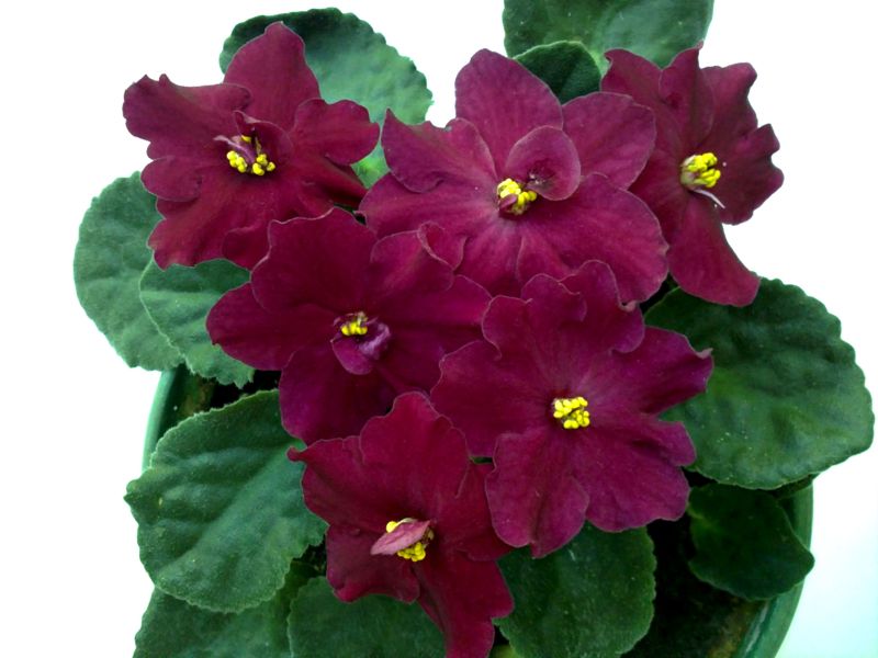 Sedona (Stork)289.JPG