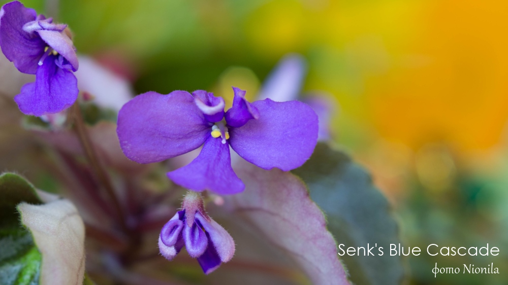 Senk's Blue Cascade 03.jpg