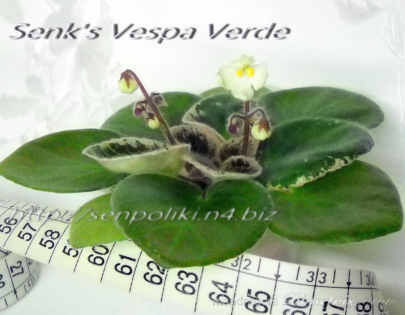 Senk's Vespa Verde 1.jpg