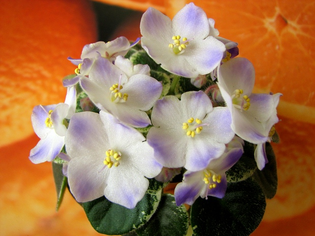 Shirl's Hawaiian Lei2.JPG