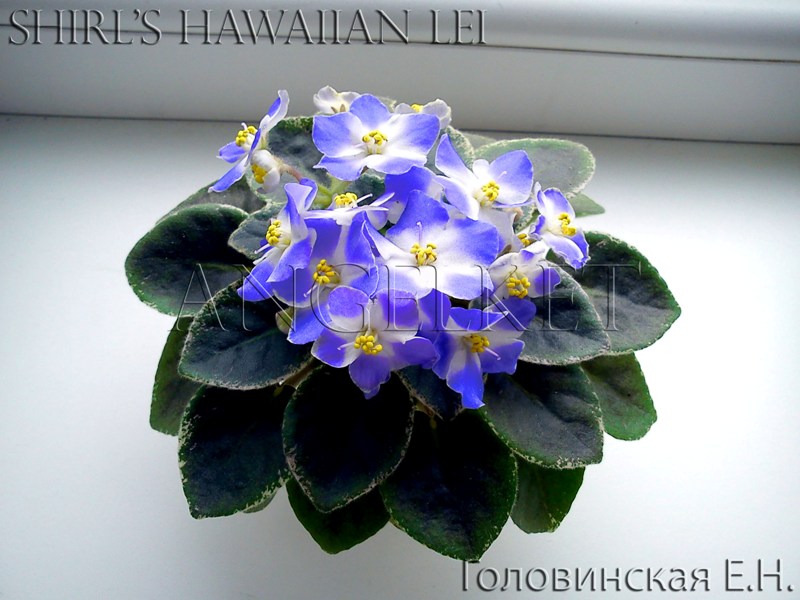 Shirl's Hawaiian Lei4.jpg