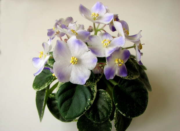 Shirl's Hawaiian Lei5.JPG