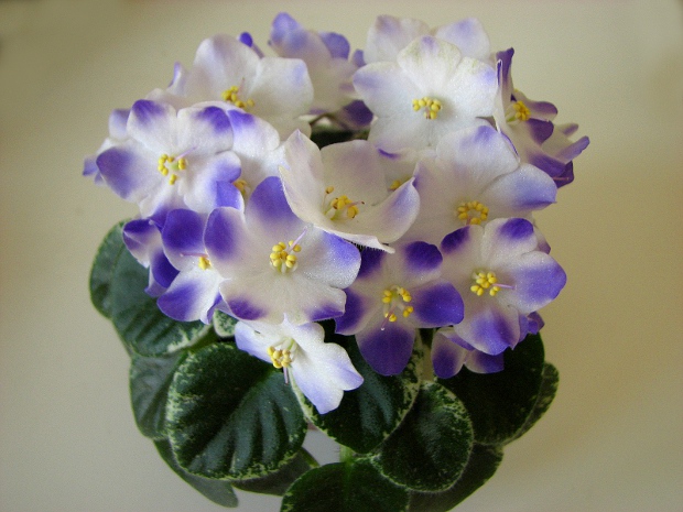 Shirl's Hawaiian Lei9.JPG
