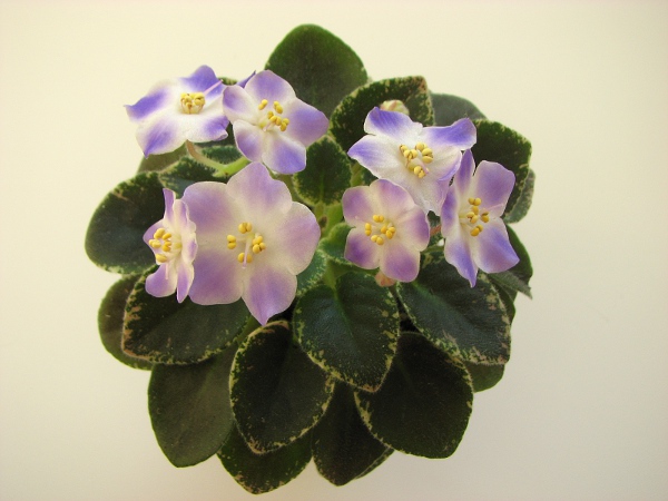 Shirl's Hawaiian Lei.jpg