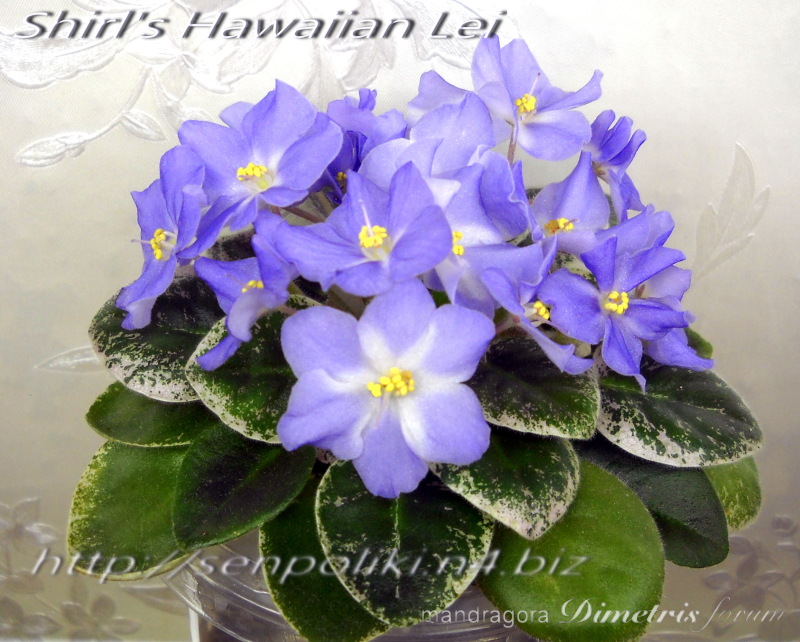 Shirl's Hawaiian Lei  3.jpg