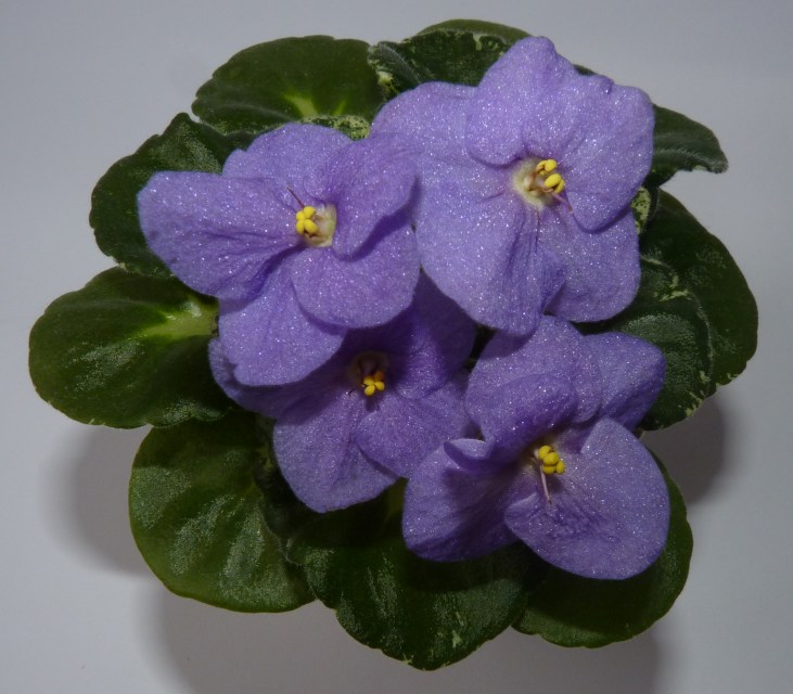 Shirl's Purple Passion.jpg