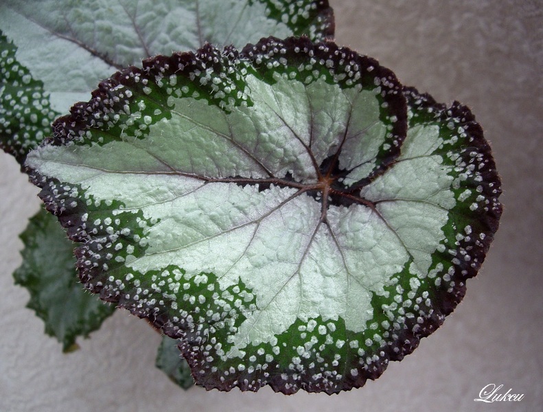 Silver Greenheart_лист.jpg
