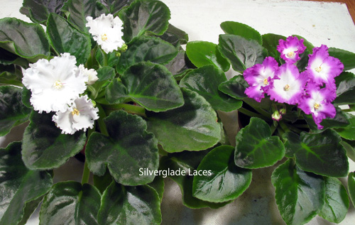 Silverglade Laces (2 фиалки).jpg